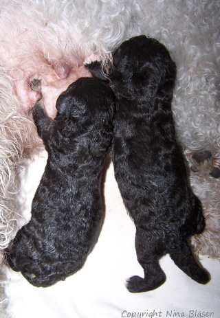 Kopie von 01042006 Wurf5-2.jpg